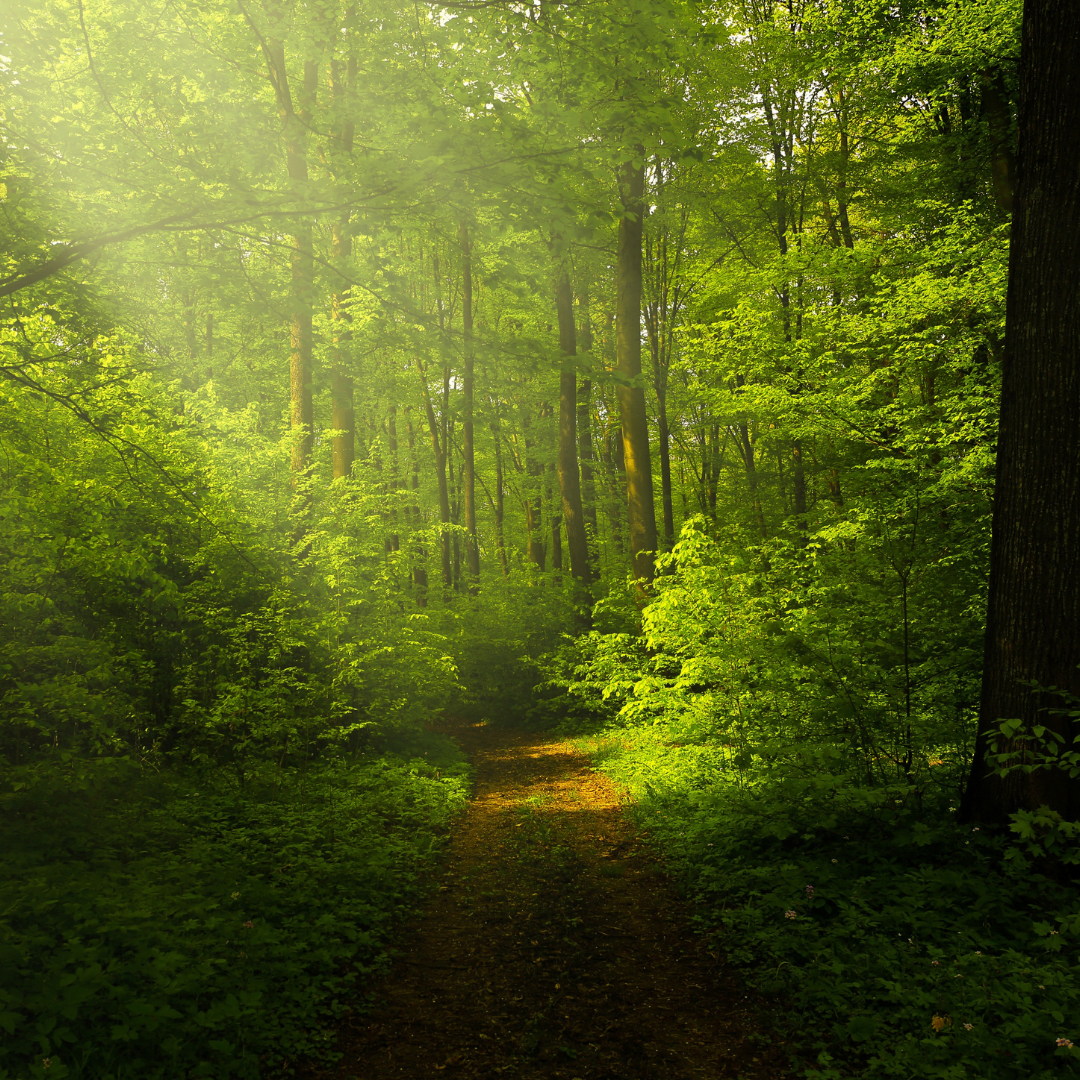 「木」へのこだわり